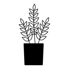 potted plant on white background