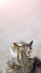 Closeup portrait of a cat with a blurred background shows the emotion of surprise. Copy space, toning