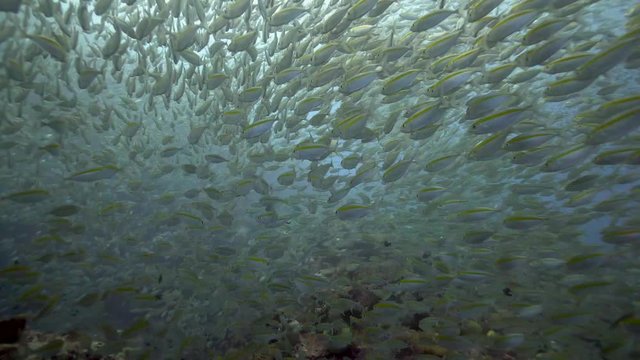 Close up of a yellow bright big school of fishes in Blue mystery water