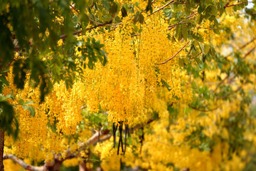 Golden Shower Tree, Thailand's native plant
