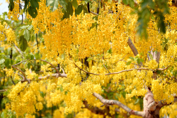 Golden Shower Tree, Thailand's native plant