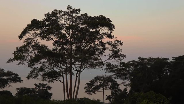 Time lapse of sunset behind tree in Kalangala, Uganda. Sky turns orange and darkens. Lake Victoria visible in background. Leaves move in the wind.