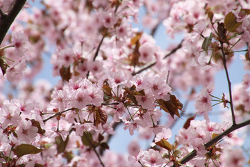 桜峠公園の桜（福島県・裏磐梯）