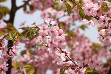 桜峠公園の桜（福島県・裏磐梯）