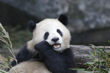 Fototapeta premium Close up Happy Giant Panda Eating Bamboo leaves