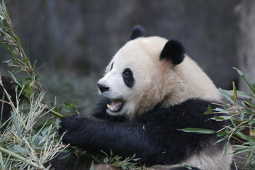 Obraz premium Close up Happy Giant Panda Eating Bamboo leaves