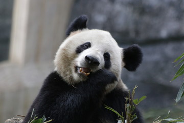 Fototapeta premium Close up Happy Giant Panda Eating Bamboo leaves