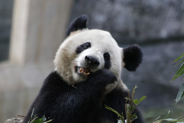 Close up Happy Giant Panda Eating Bamboo leaves
