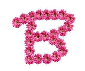 English alphabet from pink chrysanthemum