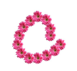 English alphabet from pink chrysanthemum