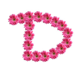 English alphabet from pink chrysanthemum