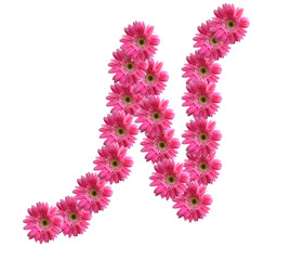English alphabet from pink chrysanthemum