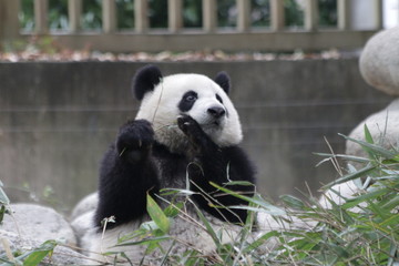 Obraz premium Little Panda Cub is Learning to Eat Bamboo Leaves