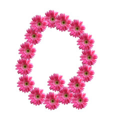 English alphabet from pink chrysanthemum