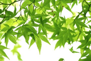 新緑のモミジの葉と木漏れ日