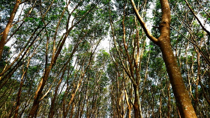 Top tree view nature forest summer