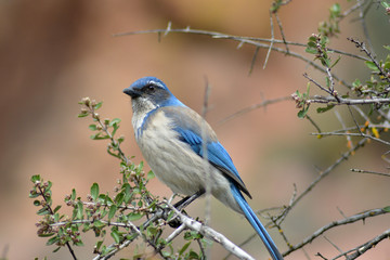 Blue Bird on Branch