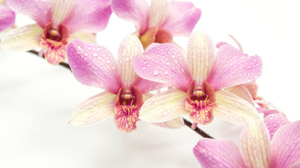 The pink orchid flower on a white background.