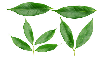 Green lychee leaf on a white background.