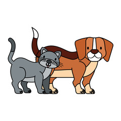 pets dog and cat on white background