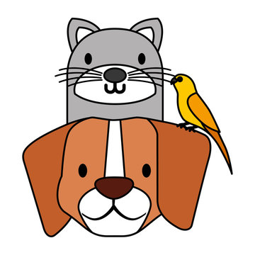 pets dog and cat canary bird