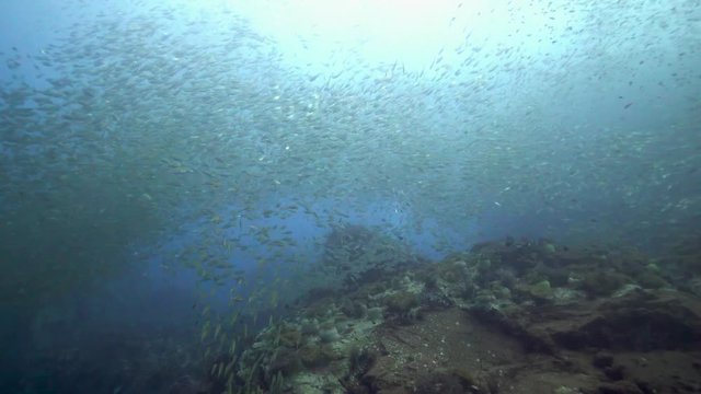 Wide shot of many big schools of different fishes together