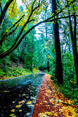 View along, Bull Creek Flats Road, Humboldt Redwoods State Park, Northern California Nov. 21, 2018_DSC1255