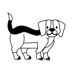 beagle dog on white background