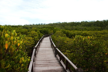 Fototapeta na wymiar Mangrove forest by the sea is a habitat for small creatures and newly born animals.