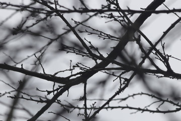 Dried Twigs of the Tree in Autumn