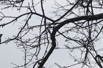 Tree without Leaves in Winter Time 
