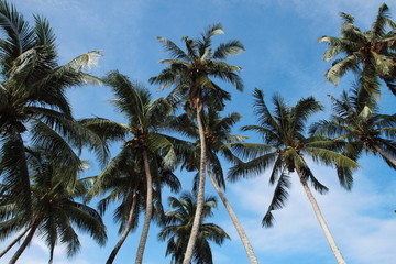 Obraz na płótnie Canvas coconut palm trees