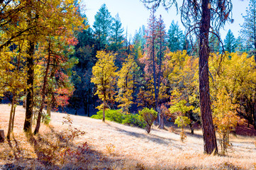 Obraz premium East Road beside Trinity Lake, Northern California Nov. 11, 2018 _DSC1025