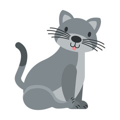 gray cat on white background