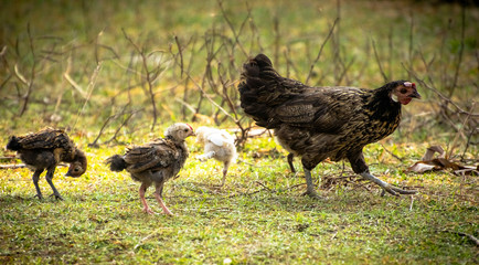hen and chickens