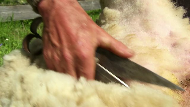 Sheep shearing. Man shearing sheeps with scissors in hand