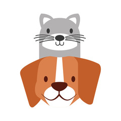 pets dog and cat on white background