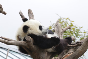 Fluffy Funny Little Panda Cub, China