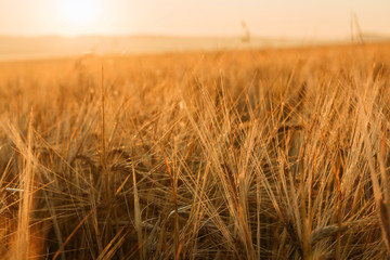 Rye close-up in a field at sunrise