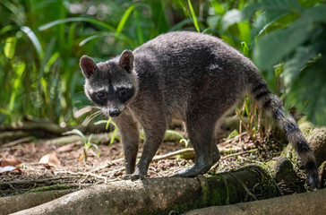 Obraz premium Raccoon in Costa Rica 