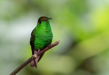 Hummingbird in Costa Rica 