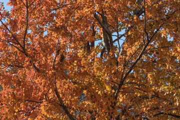 Leaves on a tree on a sunny autumn morning.
