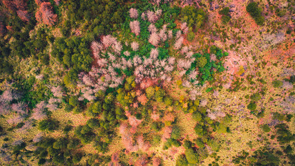 autumn forest aerial