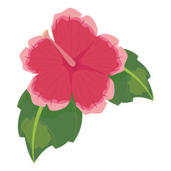 flower petals leaves on white background