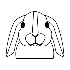 cute rabbit on white background