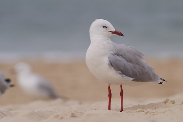 Seagull