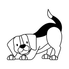 beagle dog pet on white background