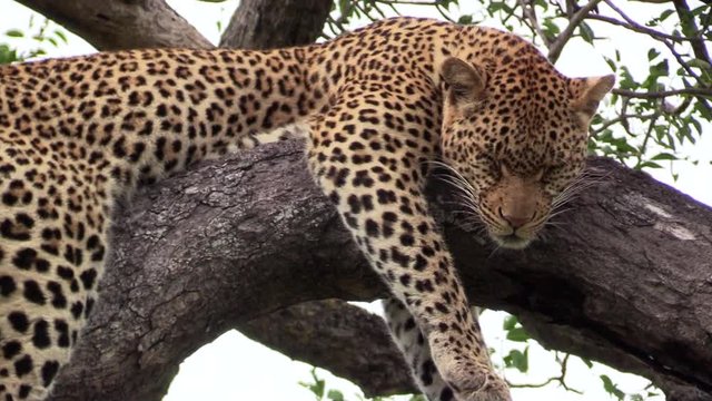 Close-up of a leopardess sleeping in a tree and zoom out to a full body shot