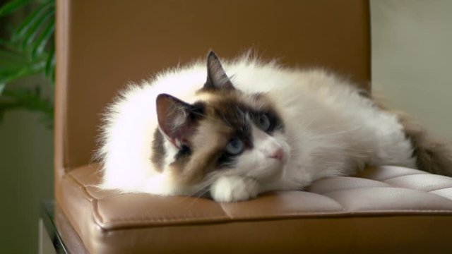 A ragdoll cat laying on brown leather chair and curiously shifting its sith left and right as it is following something. A cute domestic cat in 4k and shallow field of depth.