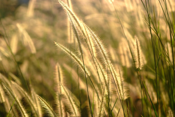 Grass Flowers